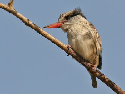 Striped Kingfisher - Gestreepte IJsvogel - Halcyon chelicuti