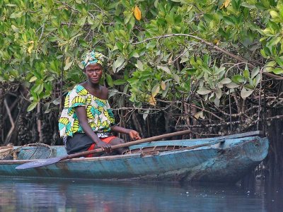 Woman harvesting oysters in the mangroves area near Lamin Lodge