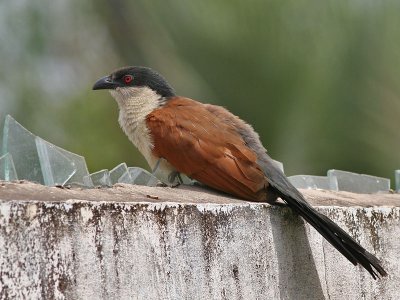 Senegal Cougal - Senegalese Spoorkoekoek - Sentropus senegalensis