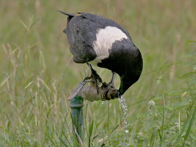 Pied Crow - Schildraaf - Corvus albus