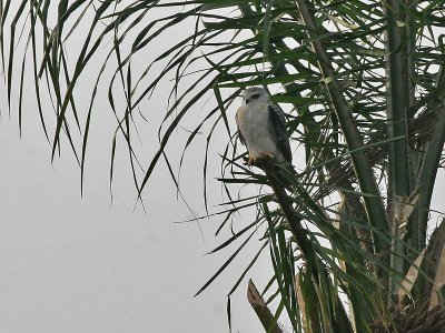 Black-shouldered Kite - Grijze Wouw - Elanus caeruleus