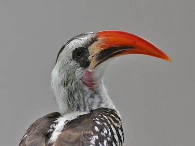 Red-billed Hornbill - Roodsnaveltok - Tockus erythrorhynchus