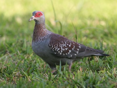 Speckled Pigeon - Gespikkelde Duif - Columba guinea