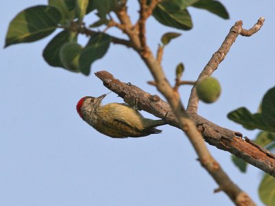 Cardinal Woodpecker - Kardinaalspecht -  Dendropicos fuscescens
