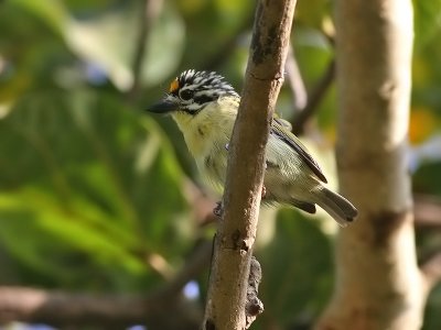 Yellow fronted Tinkerbird - Geelstuitketellapper - Pogoniulus bilineatus