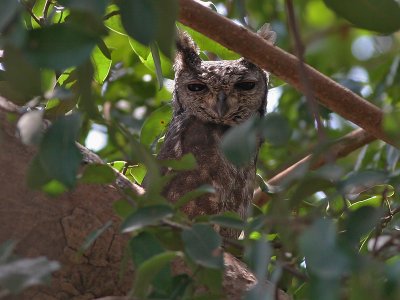 Vermiculated Eagle-Owl - Grijze Oehoe - Bubo cinerascens