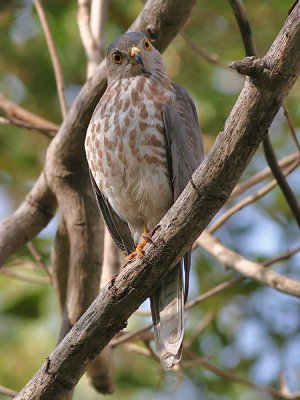 Shikra - Shikra - Accipiter badius