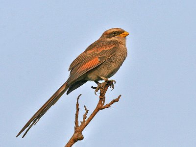 Yellow-billed Shrike - Geelsnavel Klauwier - Corvinella corvina