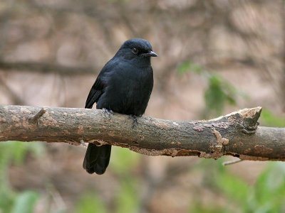 Northern Black Flycatcher - Senegalese Drongovliegenvanger - Melaenornis edolioides