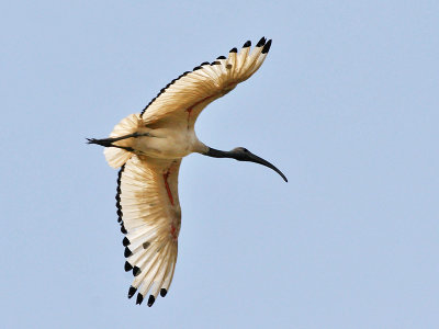 Sacred Ibis - Heilige Ibis - Threskiornis aethiopicus