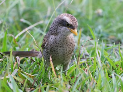 Yellow-billed Shrike - Geelsnavel Klauwier - Corvinella corvina