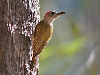Grey Woodpecker - Grijze Specht - Dendropicos goertae