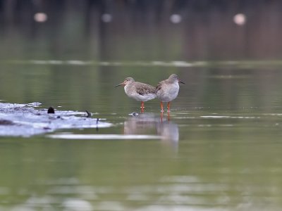 Common Redshank - Tureluur - Tringa tatanus