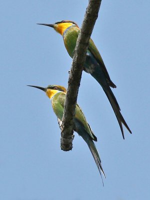 Swallow-tailed Bea-eater - Zwaluwstaart Bijeneter -  Meropshirundineus