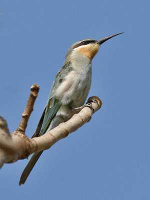 Blue-cheeked Bee-eater - Groene Bijeneter - Merops persicus