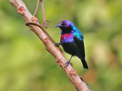 Splendid Sunbird - Cinnyris coccinigastrus - Roodbuikhoningzuiger  ( male )