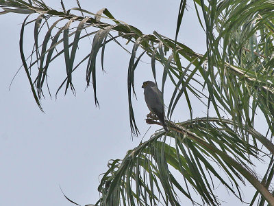 Grey Kestrel - Grijze Torenvalk - Falco ardosiaceus