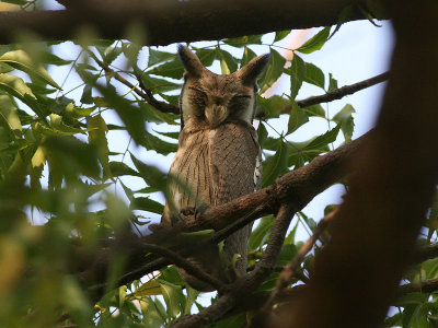 African Scops Owl - Afrikaanse Dwergooruil - Otus senegalensis