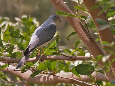 ShikraShikra - Shikra - Accipiter badius