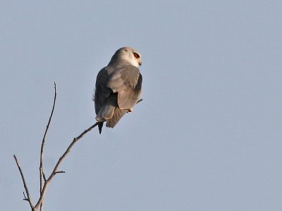 Black-shouldered Kite - Grijze Wouw - Elanus caeruleus