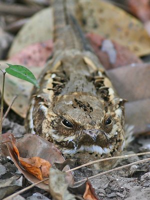 Long-tailed Nightjar - Mozambikaanse Nachtzwaluw - Caprimulgus climacurus