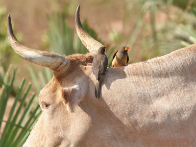 Yellow-billed Oxpecker - Geelsnavelossenpikker - Buphagus africanus