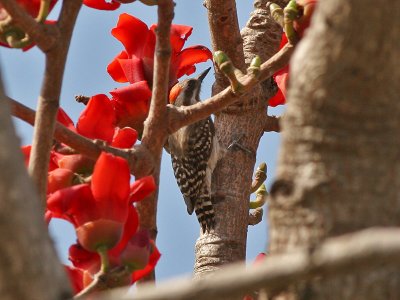 Brown-backed Woodpecker - Bruinrugspecht -  Picoides obsoletus