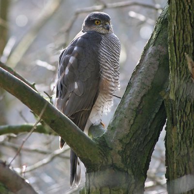 Sperwer - Sparrow Hawk - Accipiter nisus