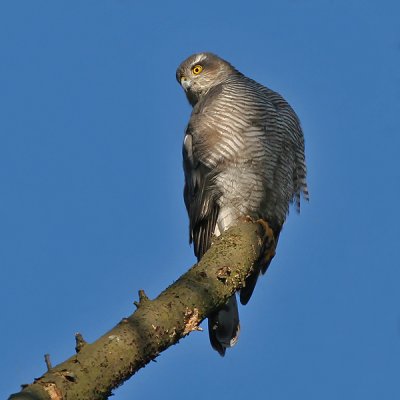 Sperwer - Sparrow Hawk - Accipiter nisus