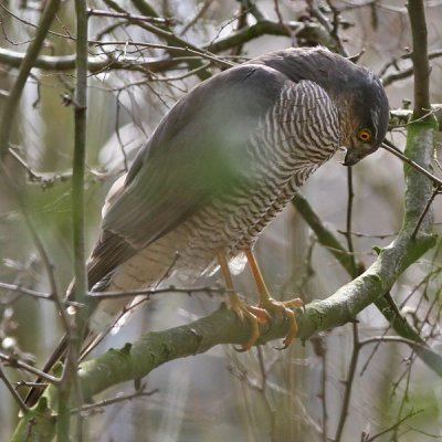 Sperwer - Sparrow Hawk - Accipiter nisus