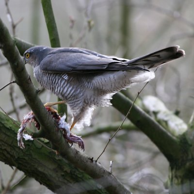 Sperwer - Sparrow Hawk - Accipiter nisus