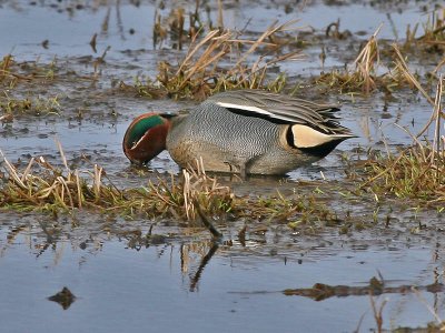 Wintertaling -  Common Teal - Anas Crecca