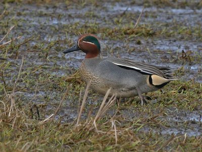Wintertaling -  Common Teal - Anas Crecca