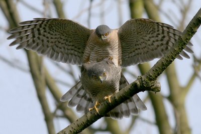 Sperwer - Sparrow Hawk - Accipiter nisus