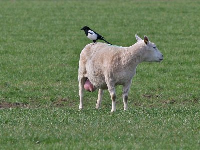 Ekster - Eurasian Magpie - Pica pica