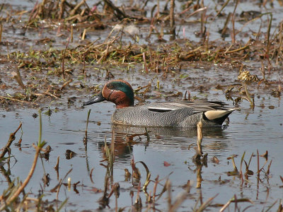 Wintertaling -  Common Teal - Anas Crecca