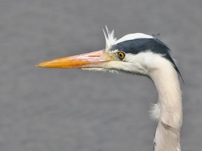 Blauwe Reiger - Grey Herron - Ardea cinerea