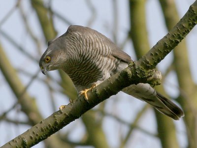Sperwer - Sparrow Hawk - Accipiter nisus ( Female waiting for the male)