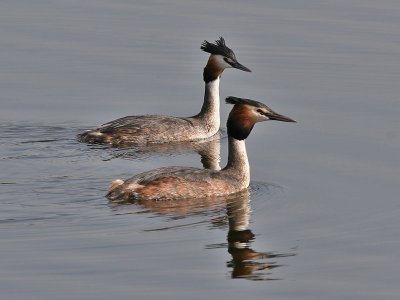 Fuut - Great Crested Grebe - Podiceps cristatus