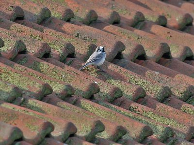 Witte Kwikstaart - Pied Wagtail - Motacilla alba