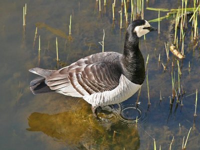 Brandgans - Barnacle Goose - Branta leucopsis