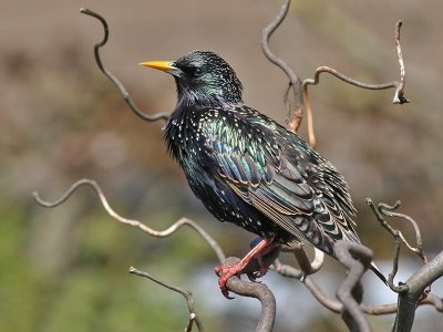 Starling - Spreeuw - Sturnus vulgaris