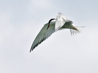 Visdief - Common Tern - Sterna hirundo