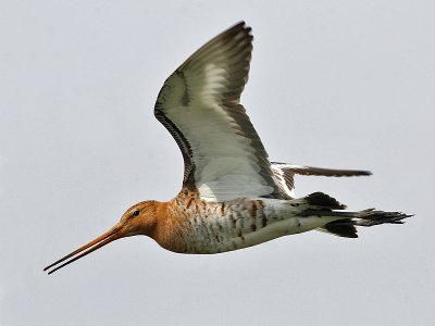 Grutto - Black tailed Godwit - Limosa limosa