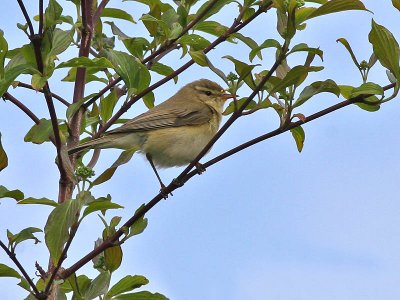 Fitis - Willow Warbler - Phylloscopus trochilus