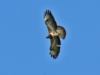 Common Buzzard - Buizerd - Buteo buteo