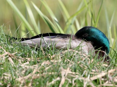 Wilde Eend - Mallard - Anas platyrhynchos