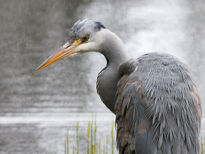 Blauwe Reiger - Grey Herron - Ardea cinerea