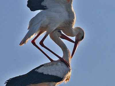 Ooievaar  - White Stork - Ciconia ciconia