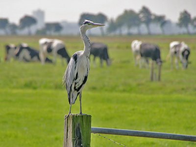 Blauwe Reiger - Grey Herron - Ardea cinerea